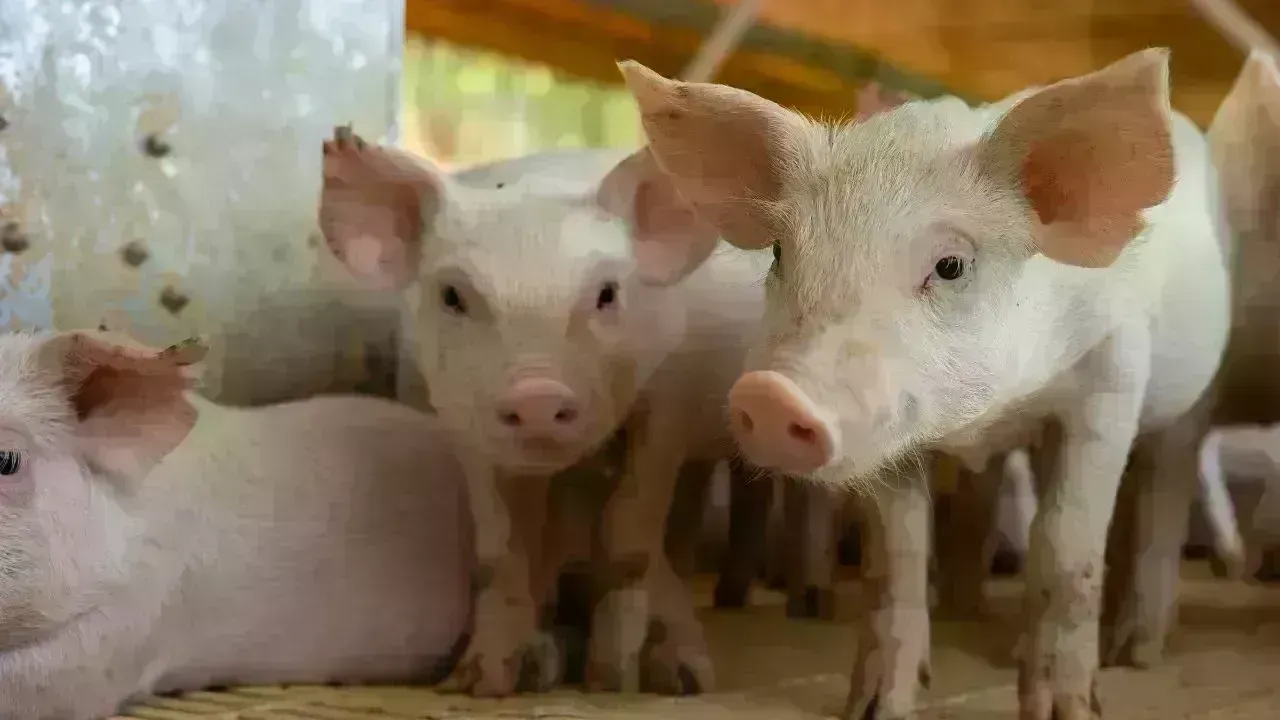 Final Phase of Tanjong Sepat Pig Farm Closure in Selangor
