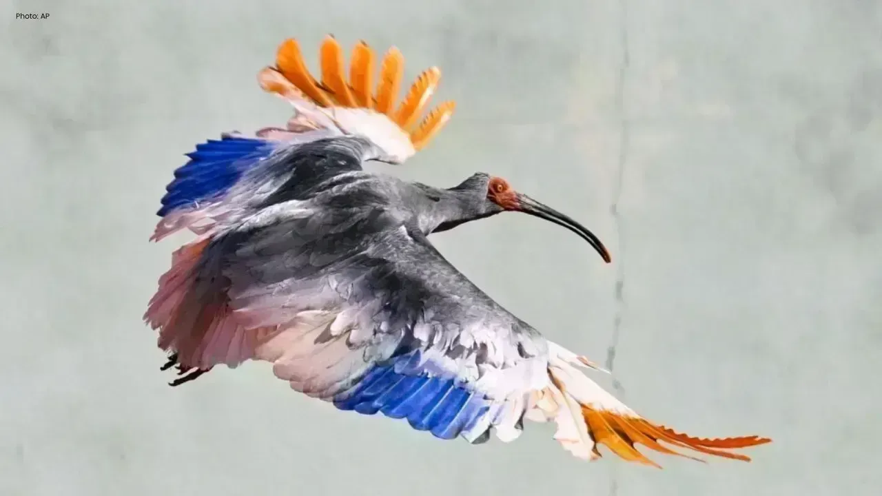 Japan Reintroduces Endangered Crested Ibises to Their Natural Habitat