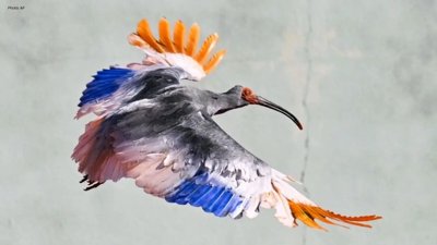 Japan Reintroduces Endangered Crested Ibises to Their Natural Habitat