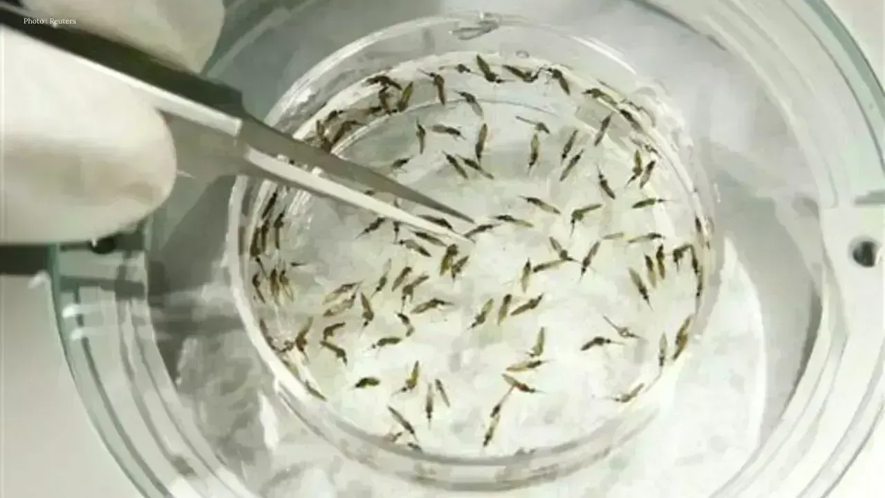 Google's Plan to Release 32 Million Mosquitoes for Public Health