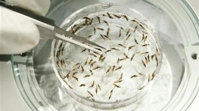 Google's Plan to Release 32 Million Mosquitoes for Public Health
