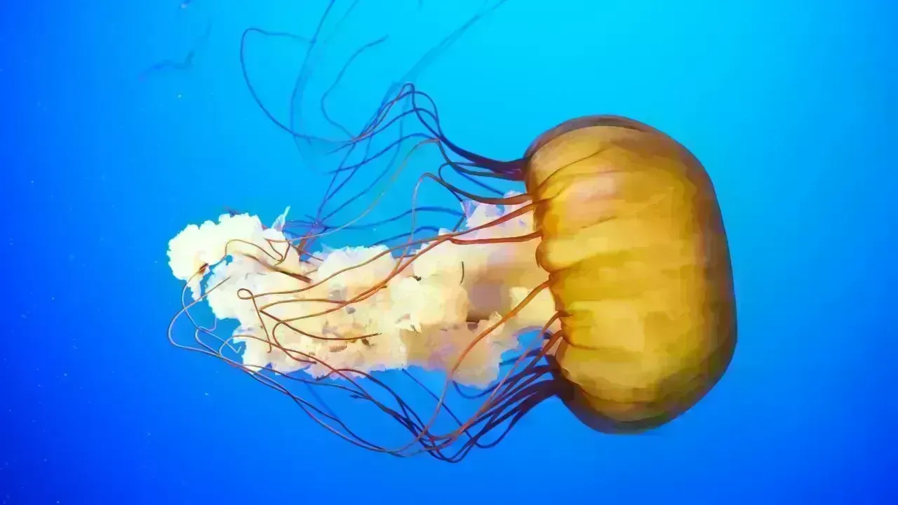 New Box Jellyfish Species Discovered Near Sentosa