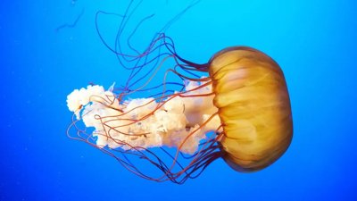 New Box Jellyfish Species Discovered Near Sentosa