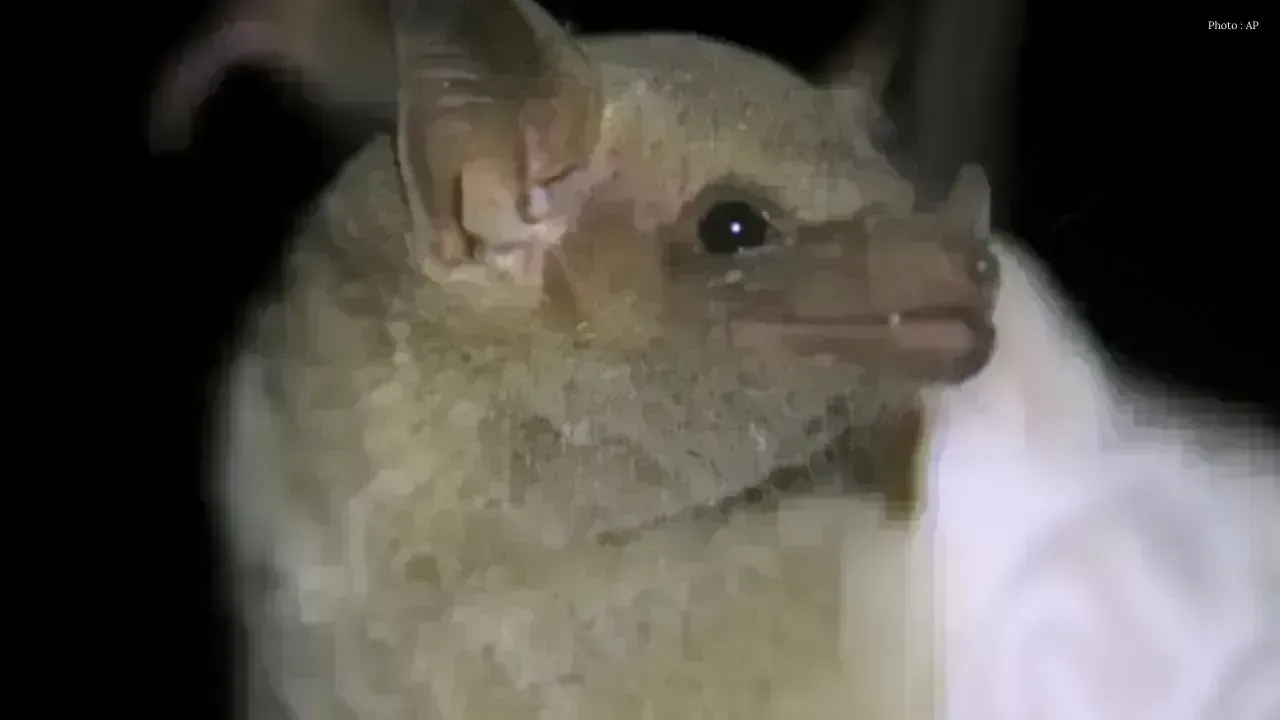 Two Bats Test Positive for Rabies in Hamilton