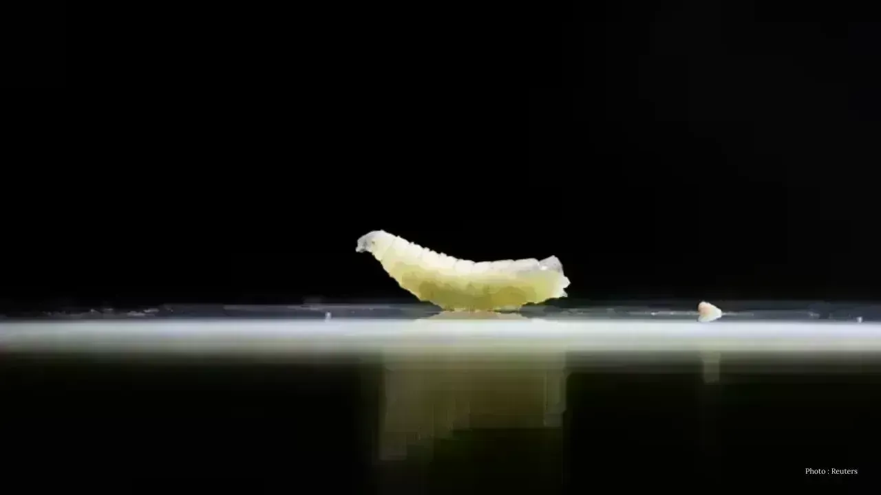 Concerns Rise as New World Screwworm Found in Texas Calf
