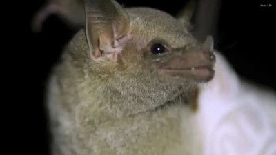 Two Bats Test Positive for Rabies in Hamilton