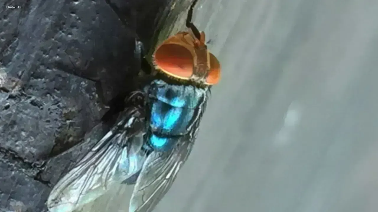 Screwworm Fly Found in Texas, Sparking Alerts Among Farmers