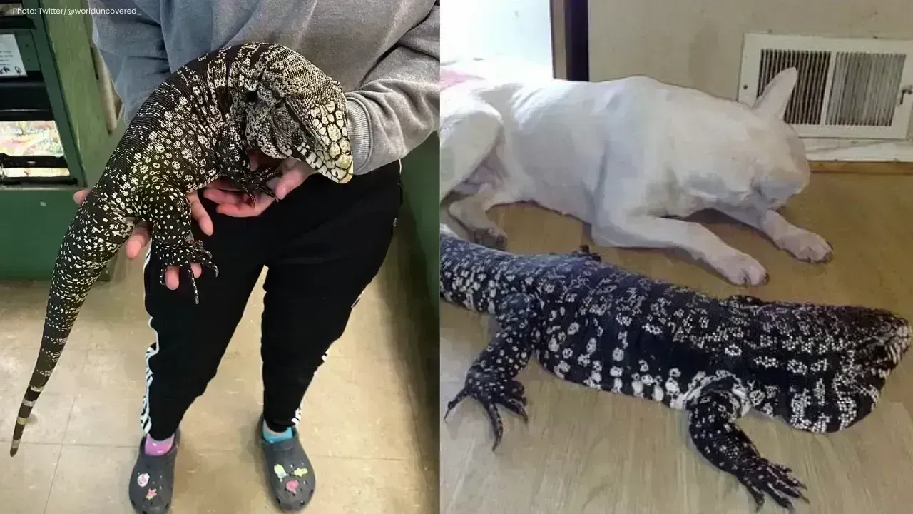 Wildlife Officials Request Action Against Invasive Tegu Lizards