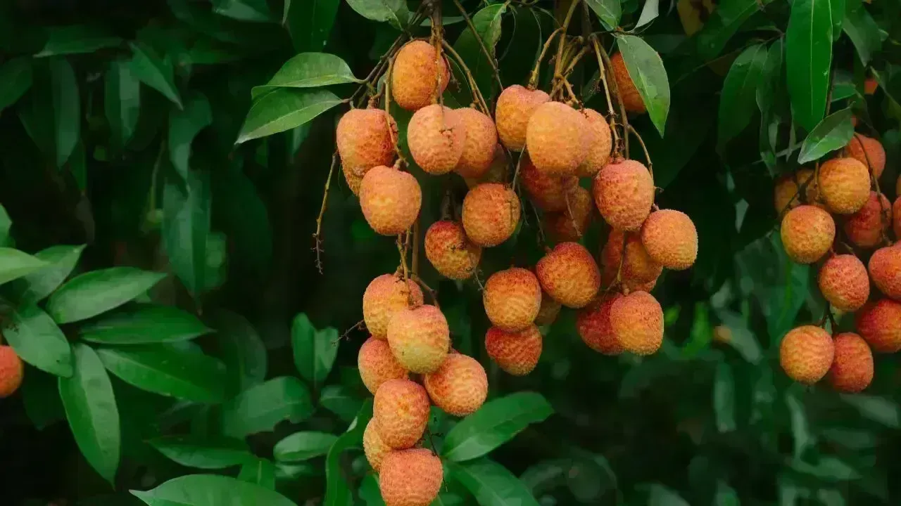 Discover Bac Ninh's Specialties on Hanoi’s Trang Tien Street