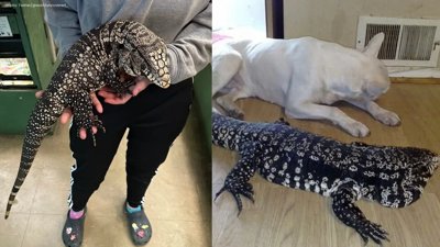 Wildlife Officials Request Action Against Invasive Tegu Lizards