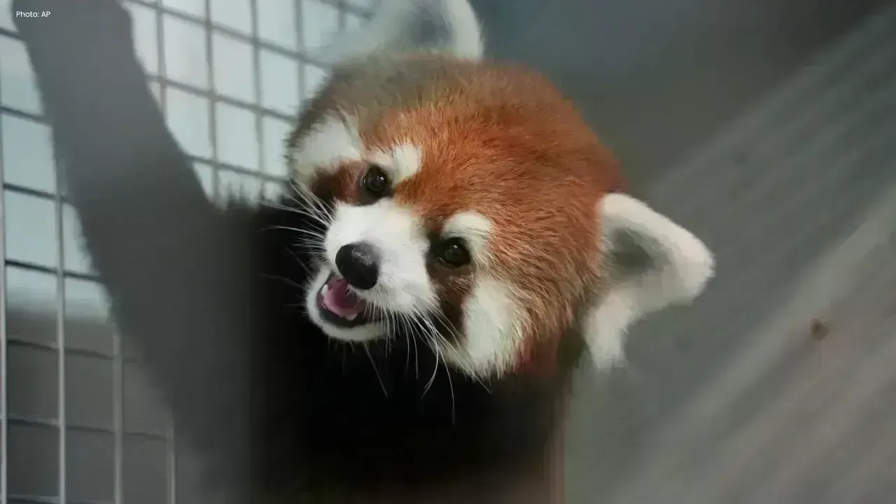 Endangered Red Panda Pair Arrives at Taipei Zoo from China