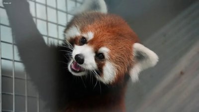 Endangered Red Panda Pair Arrives at Taipei Zoo from China