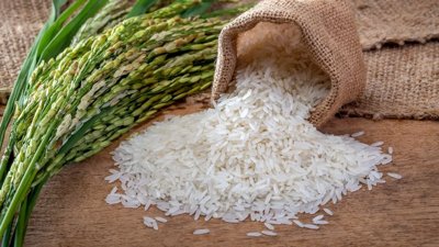 Ambitious Rice Harvest Goals for Dashoguz Farmers in 2026