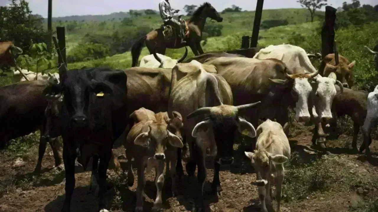Canada Temporarily Halts Imports of Texas Livestock Amid Screwworm Concerns