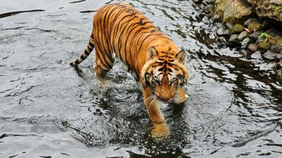 Malayan Tiger Spotted Near Gua Musang