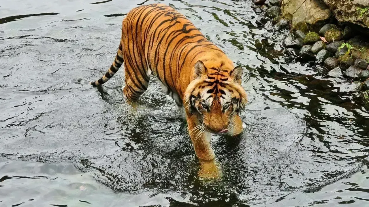 Malayan Tiger Spotted Near Gua Musang