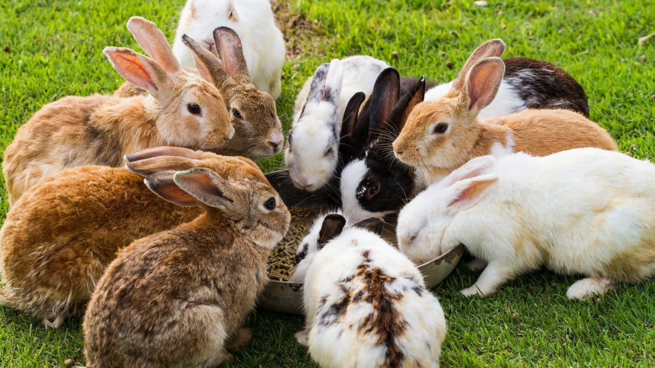 Dubai Residents Rescue Abandoned Rabbits Across the UAE
