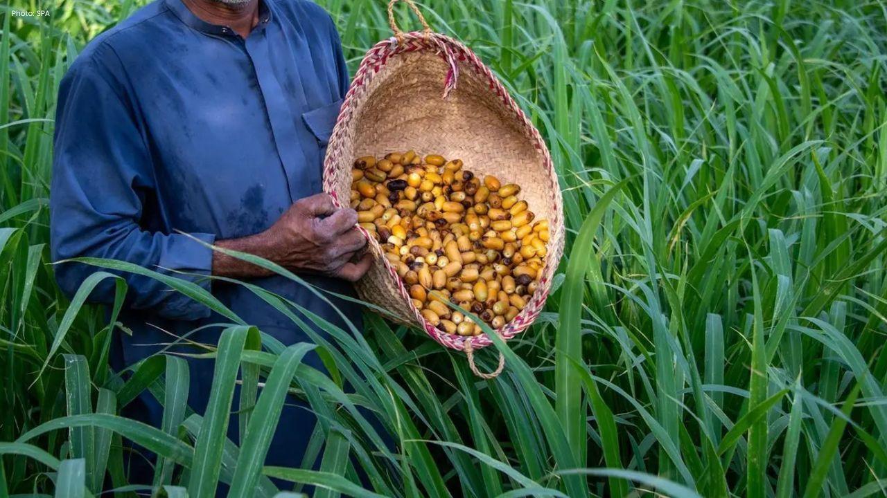 Early Date Harvest Reaches Al-Ahsa Markets in Saudi Arabia