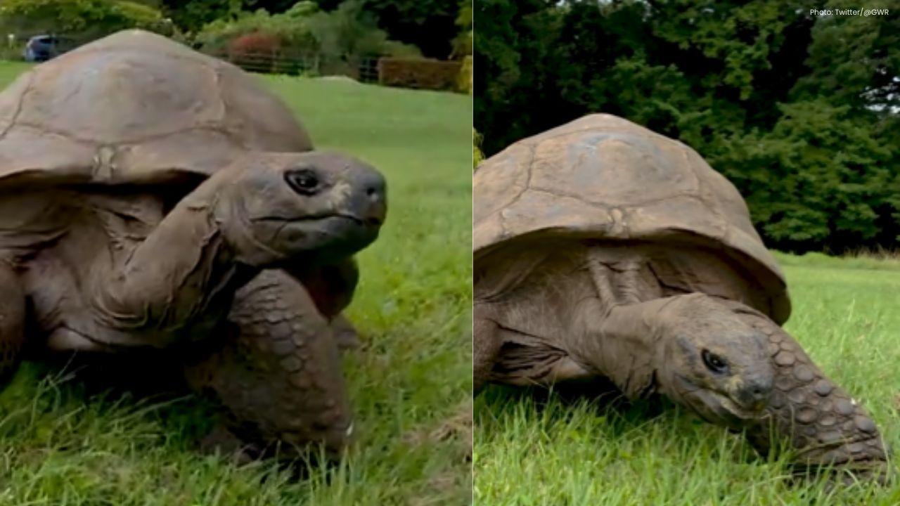 194-Year-Old Jonathan Sets Record as World's Oldest Land Animal