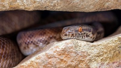 Massive Snake Gathering in Manitoba Attracts Worldwide Attention