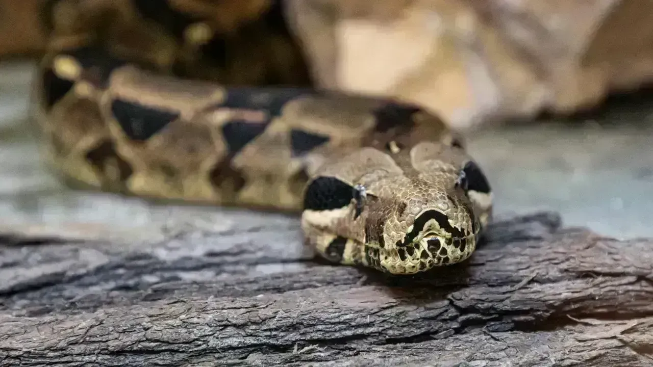 Man Sentenced in China for Running Unlawful Python Breeding Operation