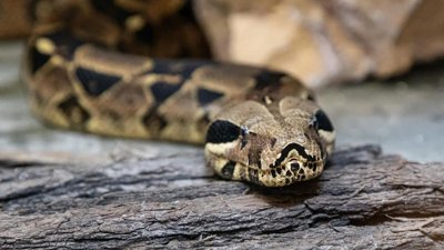 Man Sentenced in China for Running Unlawful Python Breeding Operation