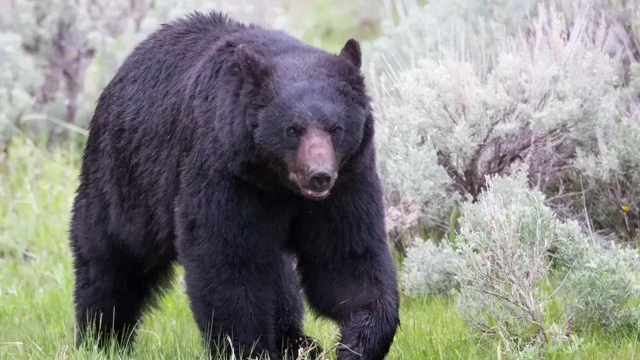 Mishap with Bear Spray Sends Five to Hospital in Nagoya, Japan