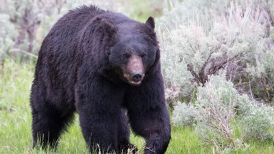 Mishap with Bear Spray Sends Five to Hospital in Nagoya, Japan