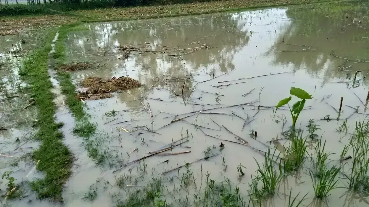Flash Flood Alert for 10 Districts in Bangladesh