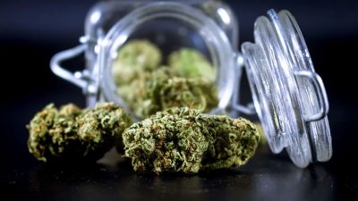 Kuwait Arrests Suspect Over Indoor Marijuana Growing Operation