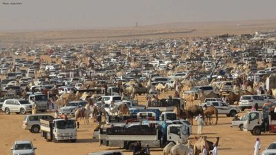 Madraj Camel Auction Opens in Saudi Arabia