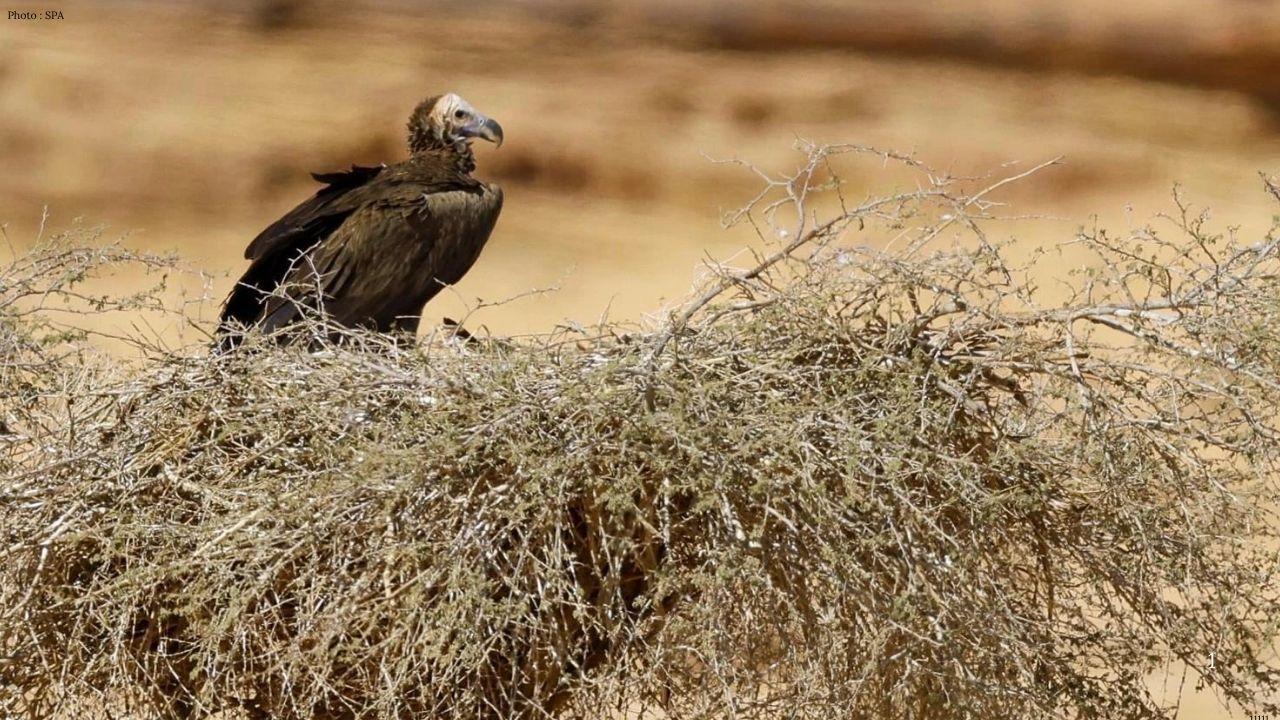 AlUla Expands Efforts to Protect Endangered Vultures